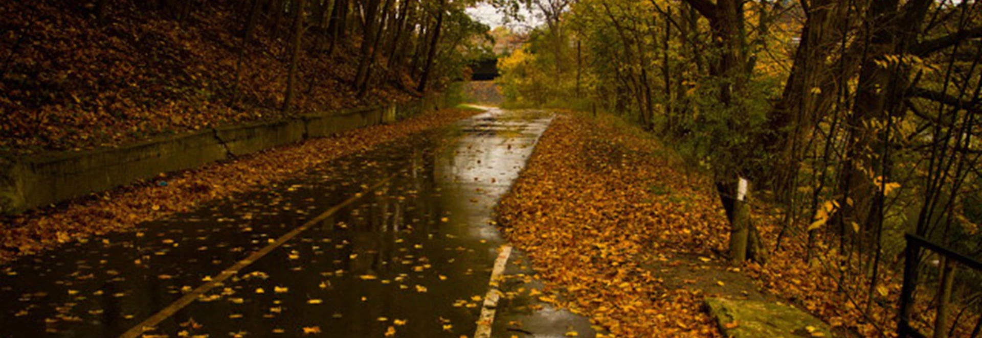 Must Know Tips for Driving in Autumn